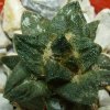 Ariocarpus _scaphirostris _05